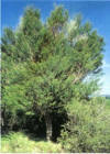east cape manuka tree