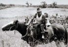 Maori in New Zealand's  East Cape