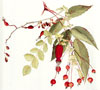rosehip oil - rosa mosqueta at koru naturals